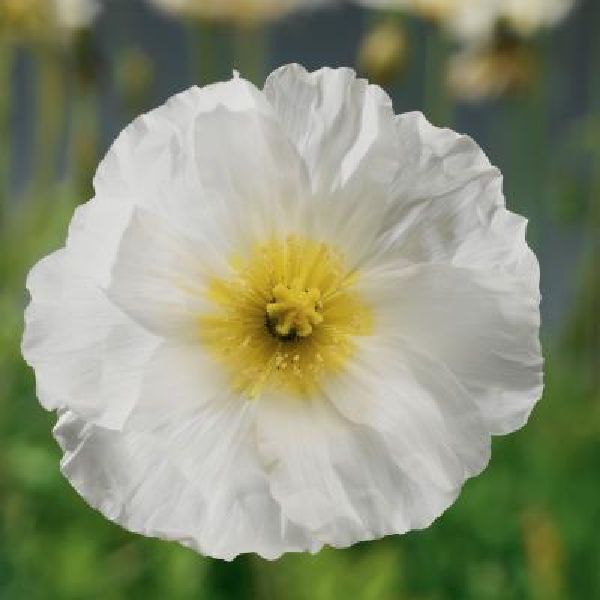 Насіння маку альпійського Спрінг Фівер білий (white) /100 насінин/ *Syngenta*