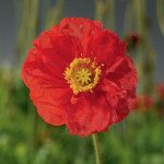 Мак альпійський Спрінг Фівер червоний (red) /100 насінин/ *Syngenta*