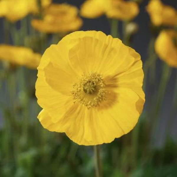 Насіння маку альпійського Спрінг Фівер жовтий (yellow) /100 насінин/ *Syngenta*