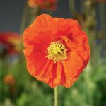 Мак альпійський Спрінг Фівер помаранчевий (orange) /100 насінин/ *Syngenta*