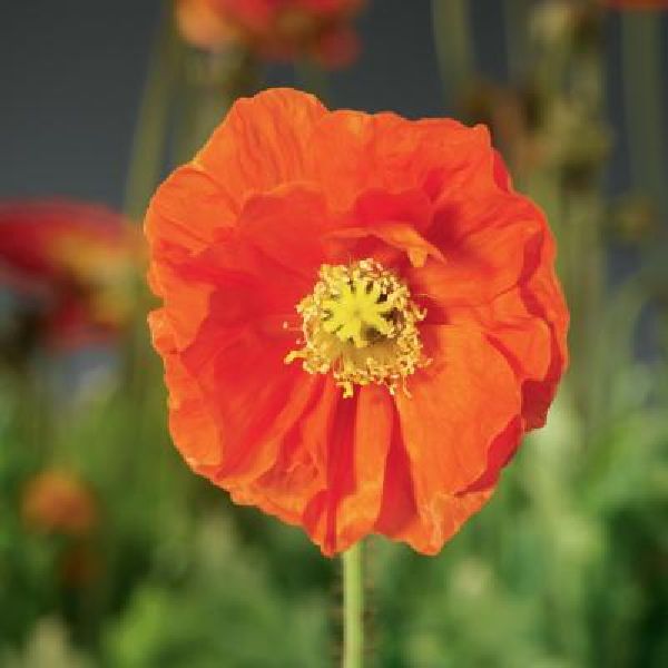 Насіння маку альпійського Спрінг Фівер помаранчевий (orange) /100 насінин/ *Syngenta*