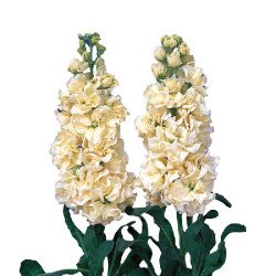 Маттиола Айрон желтая (yellow) /200 семян/ *Sakata*