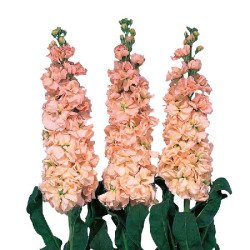 Матіола Айрон апрікот (apricot) /200 насінин/ *Sakata*