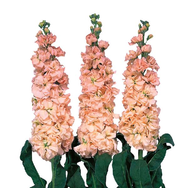 Семена маттиолы Айрон априкот (apricot) /200 семян/ *Sakata*