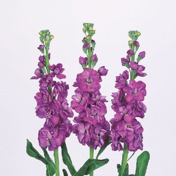 Матіола Айрон синя (blue) /200 насінин/ *Sakata*