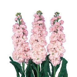 Маттиола Айрон черри блоссом (cherry blossom) /200 семян/ *Sakata*