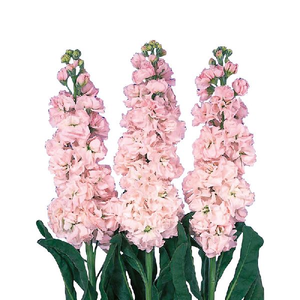 Насіння матіоли Айрон черрі блоссом (cherry blossom) /200 насінин/ *Sakata*