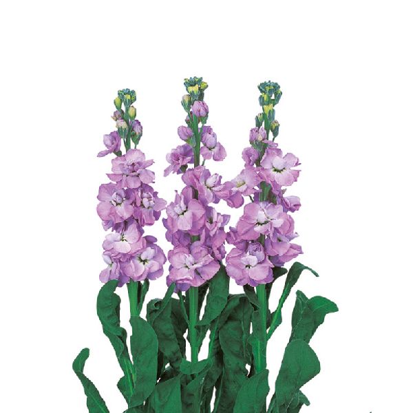 Насіння матіоли Айрон маріне (marine) /200 насінин/ *Sakata*