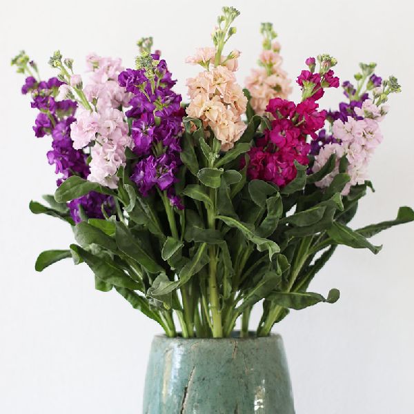 Семена маттиолы Айрон смесь (mix) /200 семян/ *Sakata*