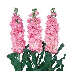 Матіола Айрон пінк (pink) /200 насінин/ *Sakata*