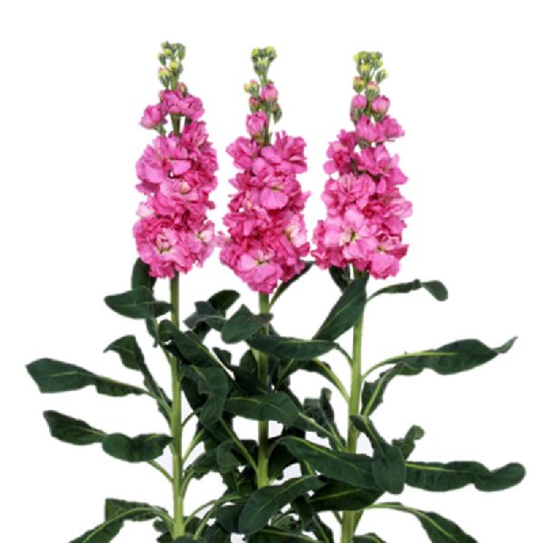 Семена маттиолы Айрон роуз пинк (rose pink) /200 семян/ *Sakata*