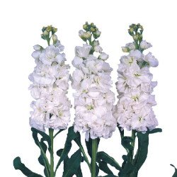Маттиола Айрон белая (white) /200 семян/ *Sakata*