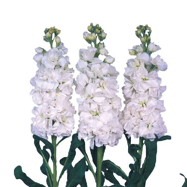 Насіння матіоли Айрон біла (white) /200 насінин/ *Sakata*