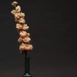 Маттиола Кетс априкот (apricot) /200 семян/ *Pan American*