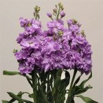 Маттиола Кетс лавандер блу (lavender blue) /200 семян/ *Pan American*