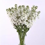 Маттиола Кетс хай дабл вайт (hi double white) /200 семян/ *Pan American*