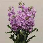 Матіола Кетс лайт лавандер (light lavender) /200 насінин/ *Pan American*