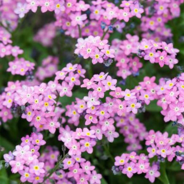 Насіння незабудки Сільва рожева (rose) /1.000 насінин/ *Benary*