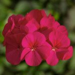 Пеларгонія БуллзАй F1 черрі (cherry) /50 насінин/ *Syngenta*