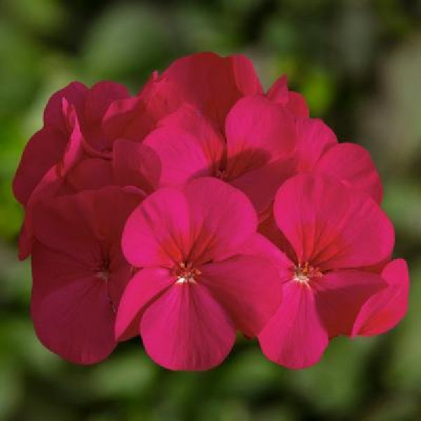 Насіння пеларгонії БуллзАй F1 черрі (cherry) /50 насінин/ *Syngenta*