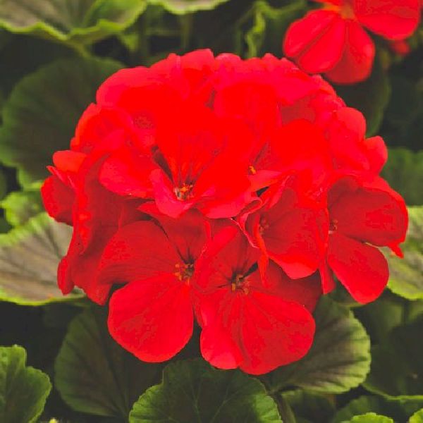 Насіння пеларгонії БуллзАй F1 червона (red) /50 насінин/ *Syngenta*