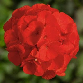 Пеларгония БуллзАй F1 скарлет (scarlet) /50 семян/ *Syngenta*