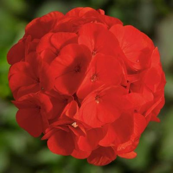 Насіння пеларгонії БуллзАй F1 скарлет (scarlet) /50 насінин/ *Syngenta*