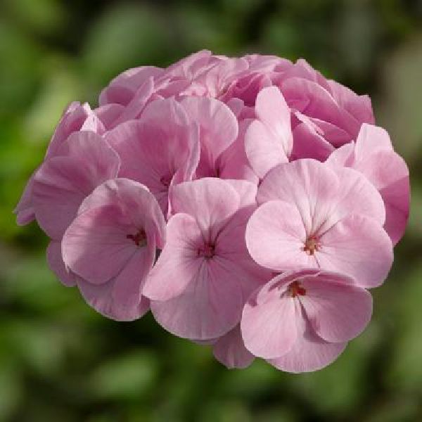 Насіння пеларгонії БуллзАй F1 світло-рожева (light pink) /50 насінин/ *Syngenta*