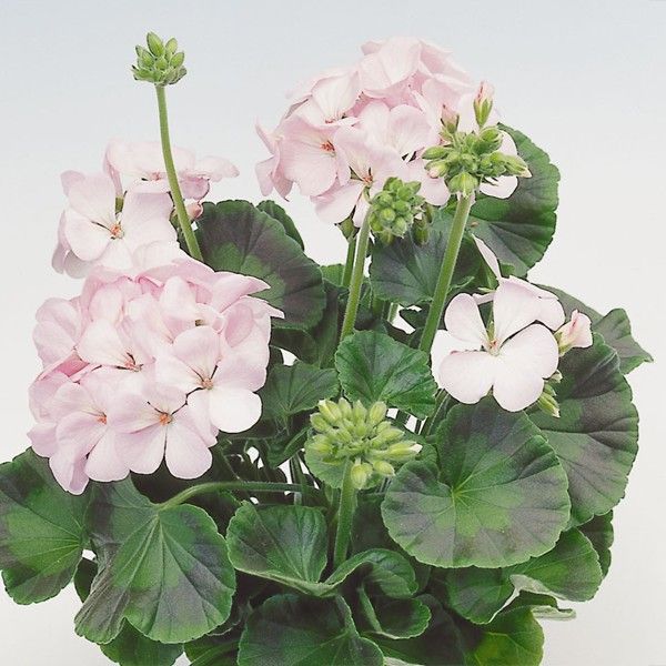 Насіння пеларгонії Апачі F1 яблуневий цвіт (appleblossom) /100 насінин/ *Hem Genetics*