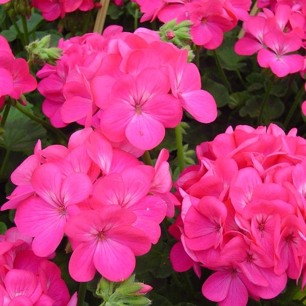 Насіння пеларгонії Апачі F1 темно-рожева (deep rose) /100 насінин/ *Hem Genetics*