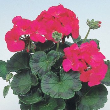 Пеларгония Апачи F1 глоу (glow) /100 семян/ *Hem Genetics*