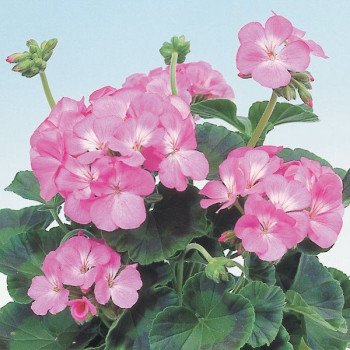 Пеларгония Апачи F1 пинк (pink) /100 семян/ *Hem Genetics*
