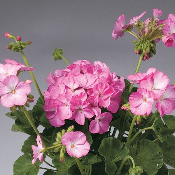 Насіння пеларгонії Апачі F1 пінк біколор (pink bicolor) /100 насінин/ *Hem Genetics*