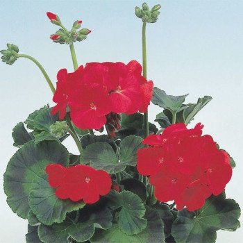 Пеларгония Апачи F1 красная (red) /100 семян/ *Hem Genetics*