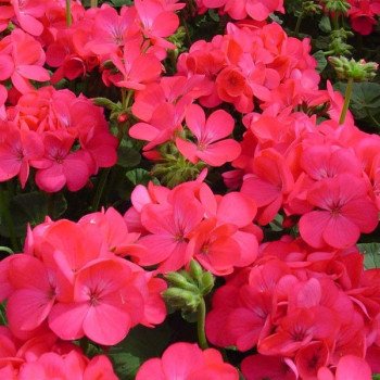 Пеларгония Апачи F1 розовая (rose) /100 семян/ *Hem Genetics*