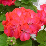 Пеларгонія Апачі F1 роуз біколор (rose bicolor) /100 насінин/ *Hem Genetics*