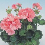 Пеларгония Апачи F1 салмон (salmon) /100 семян/ *Hem Genetics*