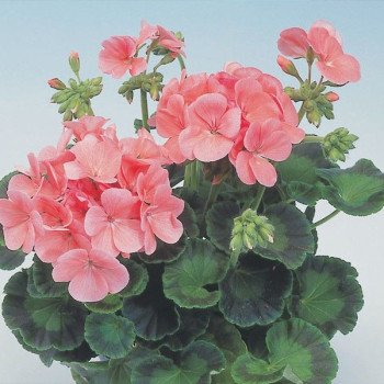 Пеларгония Апачи F1 салмон (salmon) /100 семян/ *Hem Genetics*