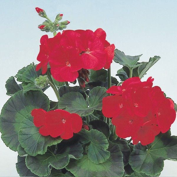 Насіння пеларгонії Апачі F1 скарлет (scarlet) /100 насінин/ *Hem Genetics*