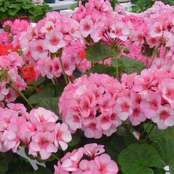 Пеларгония Апачи F1 стар (star) /100 семян/ *Hem Genetics*