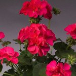 Пеларгонія Апачі F1 фіолетова (violet) /100 насінин/ *Hem Genetics*