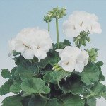 Пеларгонія Апачі F1 біла (white) /100 насінин/ *Hem Genetics*