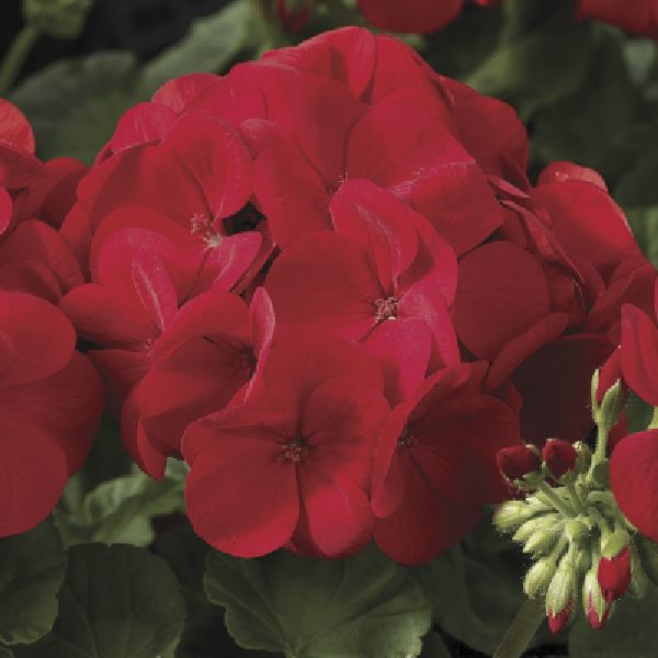 Насіння пеларгонії Маверік F1 скарлет (scarlet) /100 насінин/ *Syngenta*