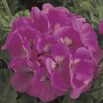 Пеларгония Маверик F1 пинк (pink) /100 семян/ *Syngenta*