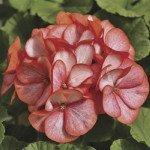 Пеларгонія Маверік F1 скарлет пікоті (scarlet picotee) /100 насінин/ *Syngenta*