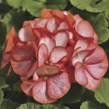 Пеларгония Маверик F1 скарлет пикоти (scarlet picotee) /100 семян/ *Syngenta*