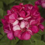 Пеларгония Маверик F1 виолет пикоти (violet picotee) /100 семян/ *Syngenta*