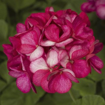 Пеларгония Маверик F1 виолет пикоти (violet picotee) /100 семян/ *Syngenta*