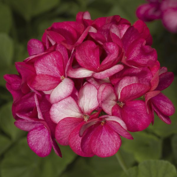 Насіння пеларгонії Маверік F1 віолет пікоті (violet picotee) /100 насінин/ *Syngenta*