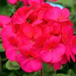 Пеларгонія Єва F1 /100 насінин/ *Cerny*